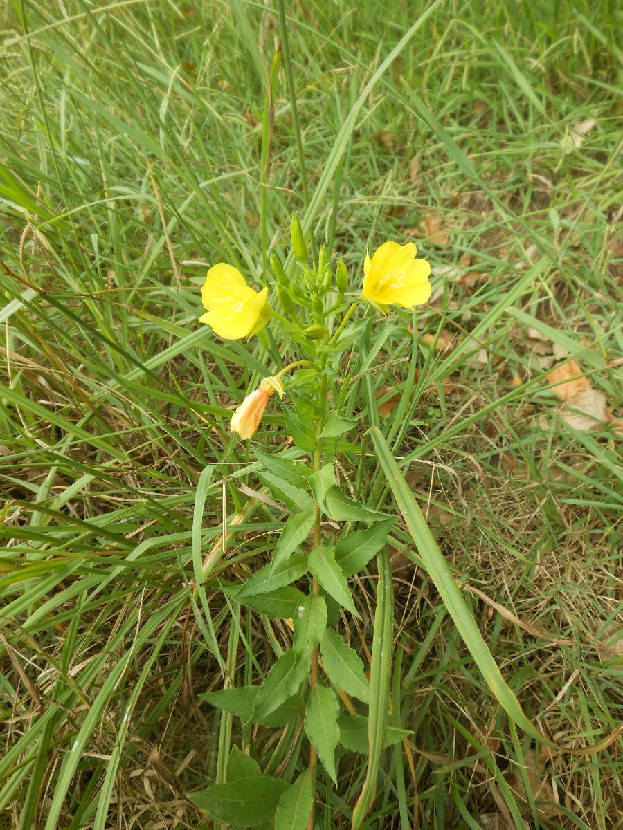 Oenothera chicaginensis / Enagra di Chicago